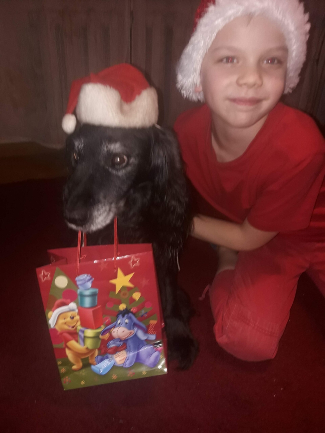 Koer viib vanemale vennale jõulukinki