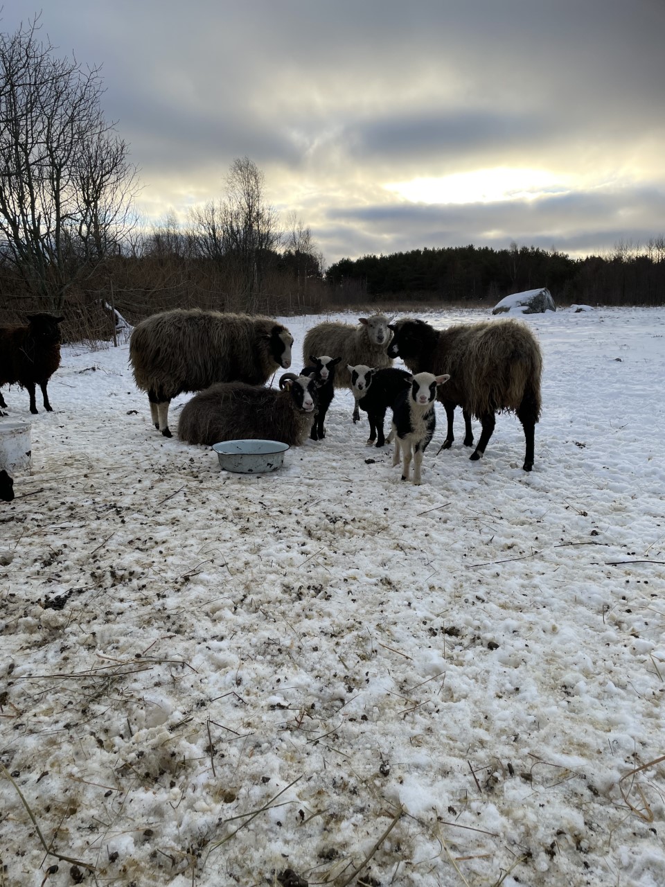 Vanaisa lambaid söötmas